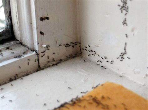 吳志文 師大 廁所突然很多螞蟻
